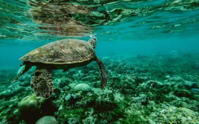 Światowy Dzień Oceanów – Głos dla błękitnej planety
