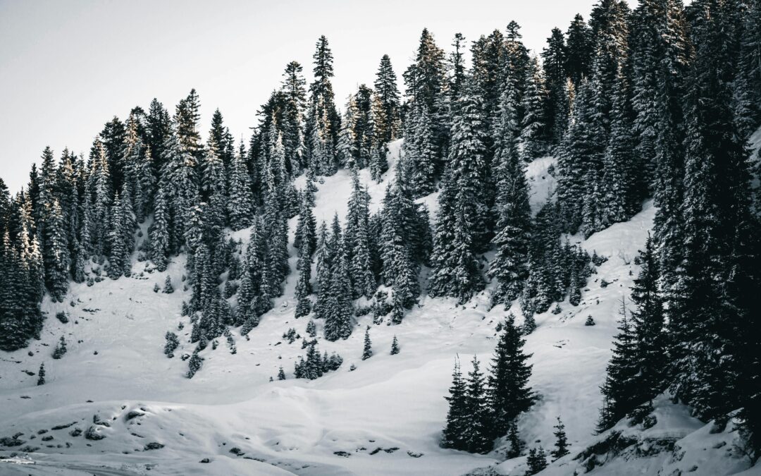 Zimowa przyroda – magia natury w najchłodniejszej porze roku