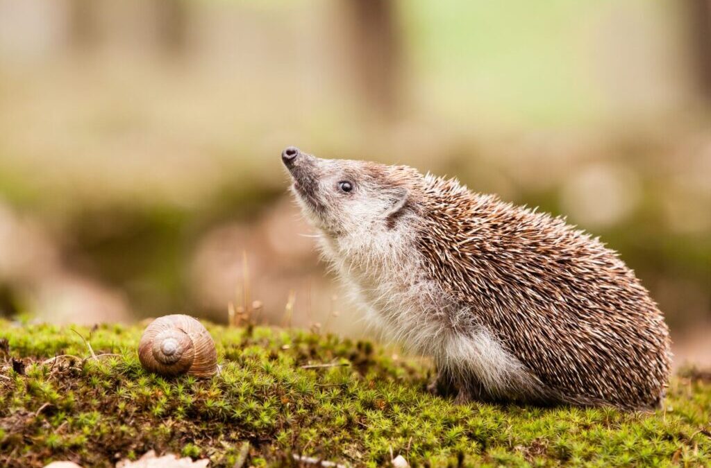 Dzień Jeża – mały kolczasty bohater naszych ogrodów